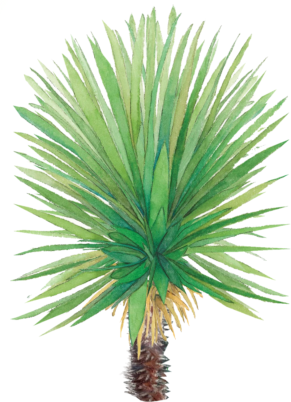 Acuarela del agave Tobalá