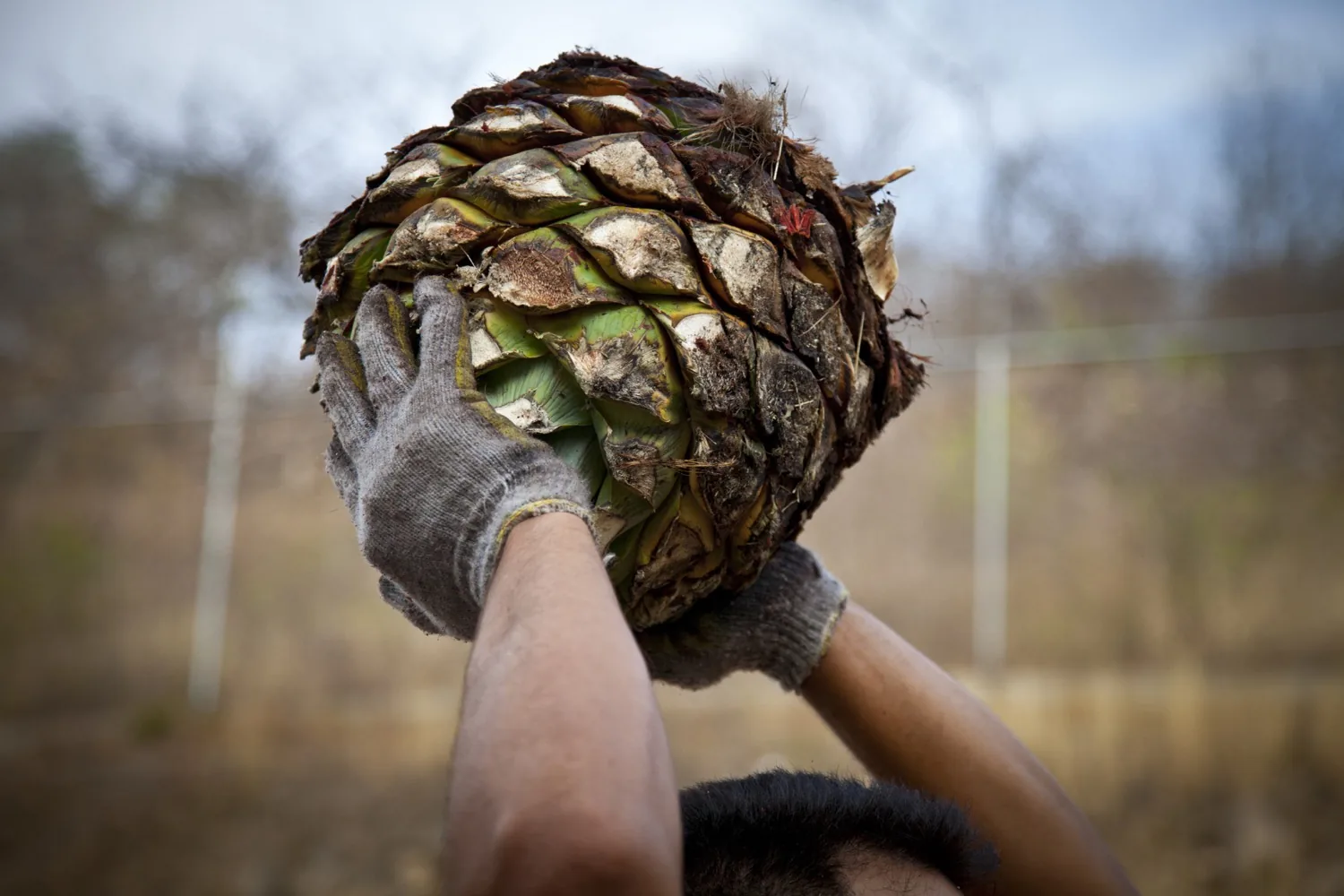 Piña de agave en mano